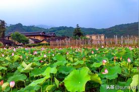 池上的作者是谁（白居易《池上》古诗解释以及赏析）